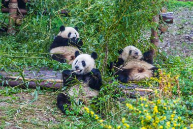 Dev Panda Üreme Araştırma Üssü ,Chengdu, Çin