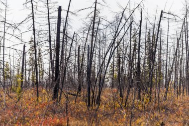 Rusya'da Güneşli Bir Günde Sonbahar Ormanı.