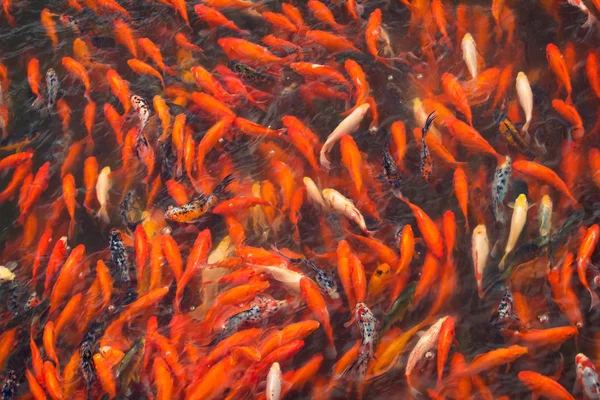 Китайская рыба в пруду в Китае — стоковое фото