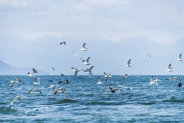 Flying Seagull on Sea of Okhotsk,russia