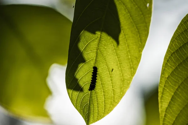 Silhouet van een rups op een groen blad — Stockfoto