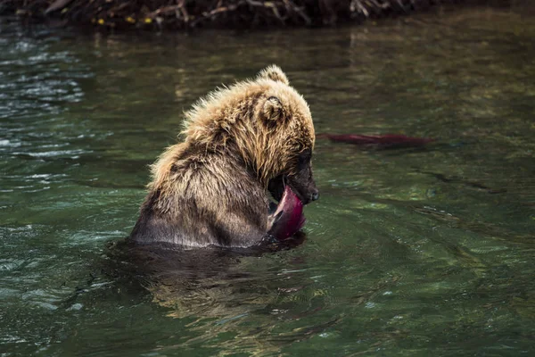 Brown Bear Eating Fish Caught In Lake,Kamchatka Peninsula,Russia