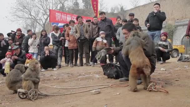 Xianyang, China-Feb 26 2012, street performers monkeys. Questo è un tradizionale intrattenimento popolare cinese — Video Stock