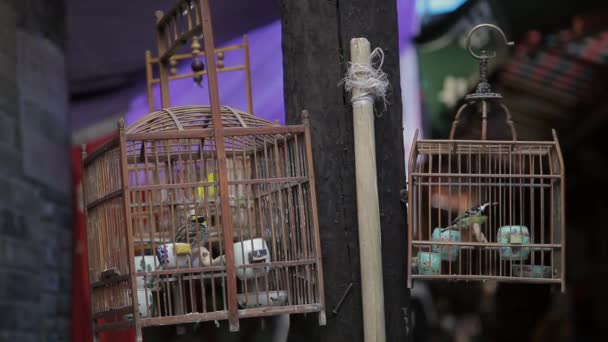 Κλουβί πουλί φτερουγίζει γύρω σε ξύλινο κλουβί προς πώληση στην οδό — Αρχείο Βίντεο