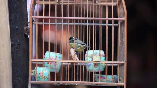 Pássaro enjaulado batendo em torno de gaiola de madeira para venda na rua — Vídeo de Stock