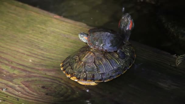 Brasilianische Schildkröte in einem Teich, Xian, China — Stockvideo