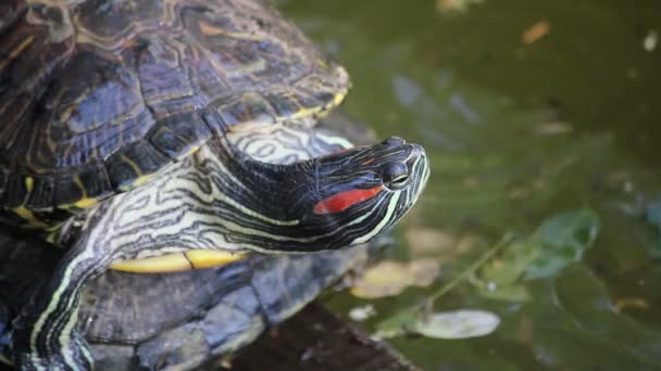 Brasilianische Schildkröte in einem Teich, Xian, China — Stockvideo