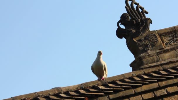 鸽子在寺庙的屋顶瓦上，中国 — 图库视频影像