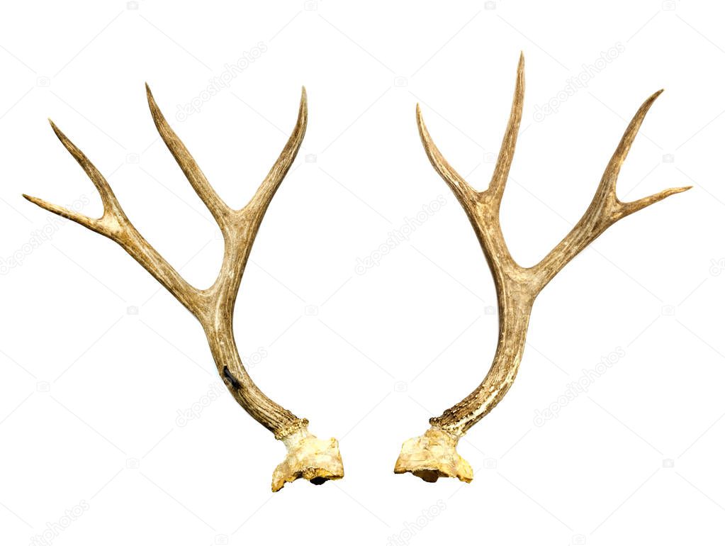 A pair of deer antler on white background