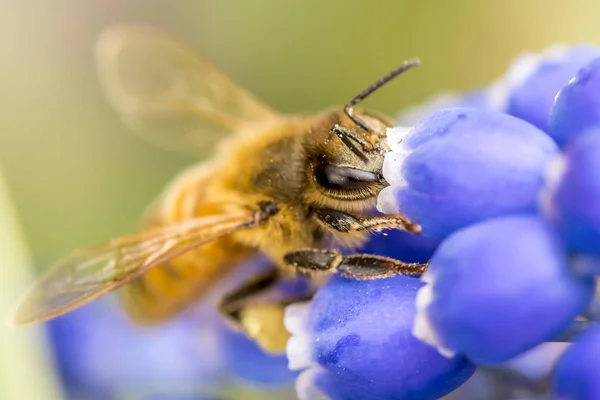 arı polen toplama bir çiçek üzerinde 