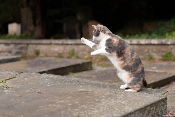 Chat Dans Jardin — Photo