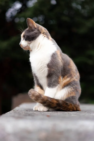 Кошка Саду — стоковое фото