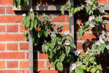 tuğla duvar tarafından sarmaşık