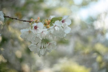 Beyaz çiçekli kiraz dalı