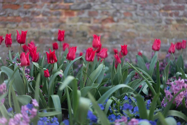 Tulips Garden — Stock Photo, Image