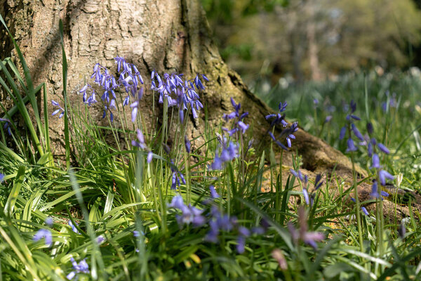 фиолетовые цветы в лесу
