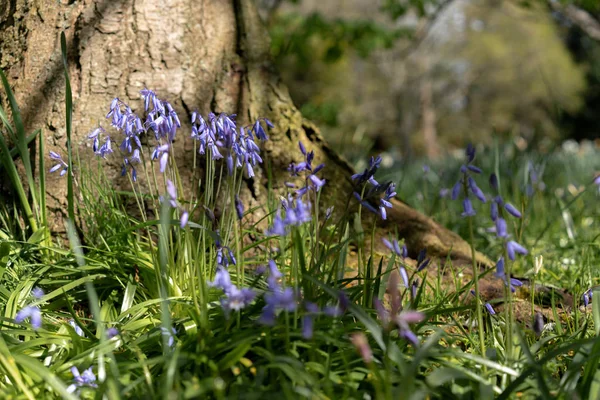 Violette Blumen Wald — Stockfoto