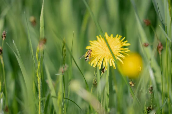 緑の草の背景にタンポポの蜂 — ストック写真