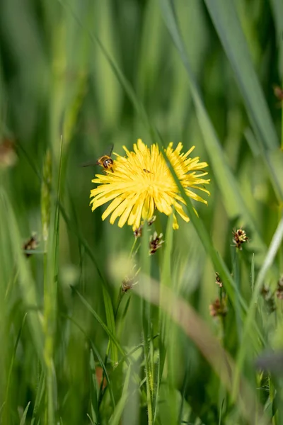 Abeja Sobre Diente León Sobre Fondo Hierba Verde — Foto de Stock