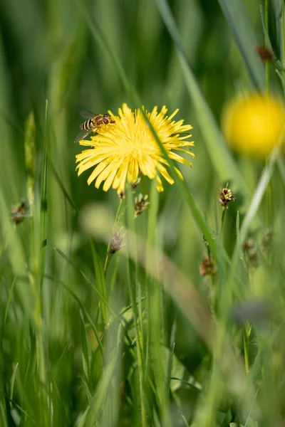 Včela Pampeliška Pozadí Zelené Trávy — Stock fotografie