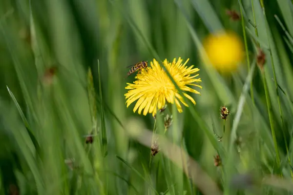 绿草背景的蒲公英上的蜜蜂 — 图库照片