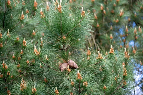 Cônes Sur Une Branche Pin Dans Forêt — Photo