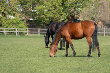 Atları sahada otlatmak