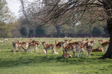 sahada geyik sürüsü