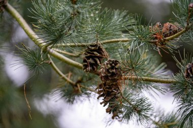 ormanda bir çam dalı üzerinde koniler