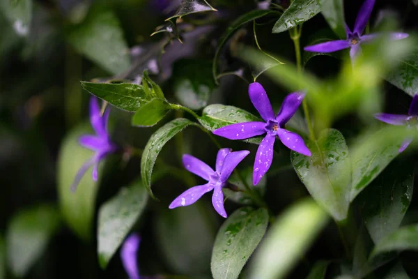 Lila Virágok Erdőben — Stock Fotó