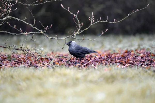 Raven Gräset — Stockfoto