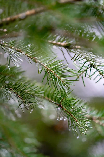 Ramos Pinho Gotas Chuva — Fotografia de Stock