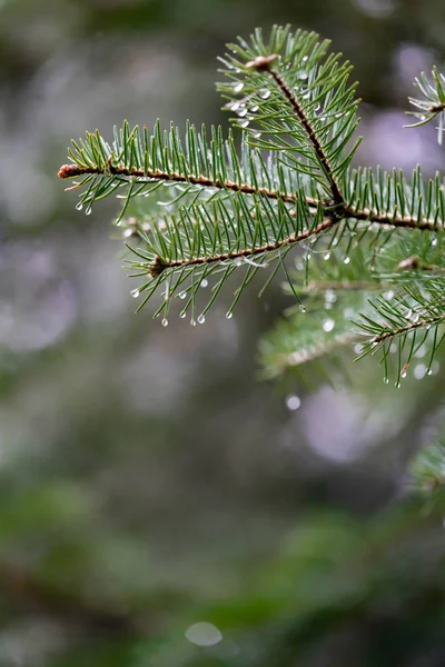 Ramos Pinho Gotas Chuva — Fotografia de Stock