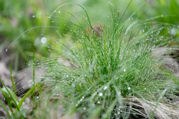 Grass Raindrops — Stock Photo, Image