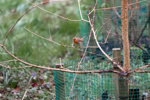 Pequeño Pájaro Naranja Una Rama — Foto de Stock