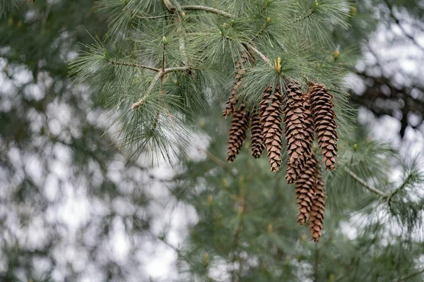 Zapfen Auf Einem Kiefernzweig Wald — Stockfoto