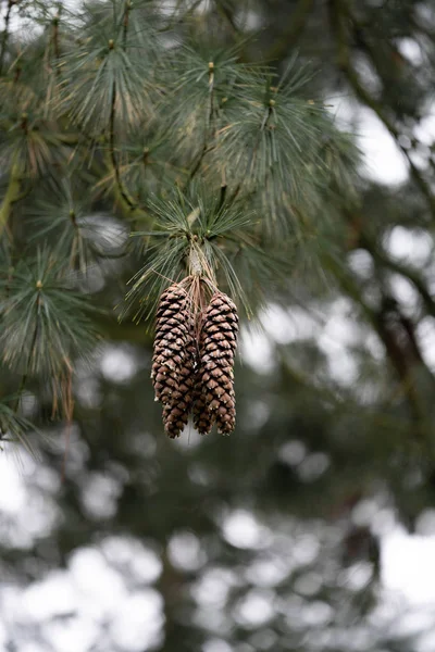 Coni Ramo Pino Nella Foresta — Foto Stock