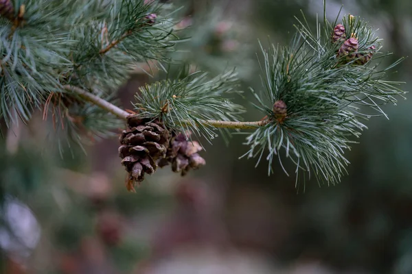 Coni Ramo Pino Nella Foresta — Foto Stock