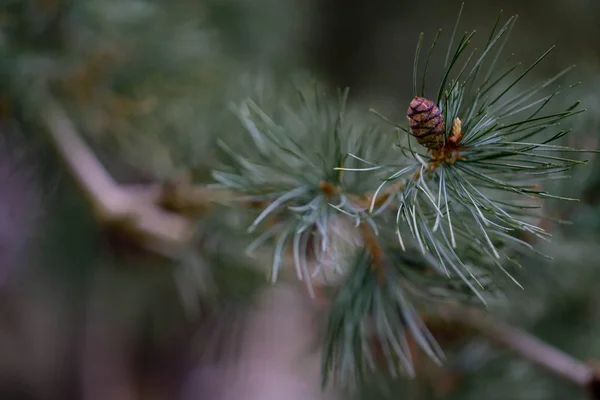 Zapfen Auf Einem Kiefernzweig Wald — Stockfoto