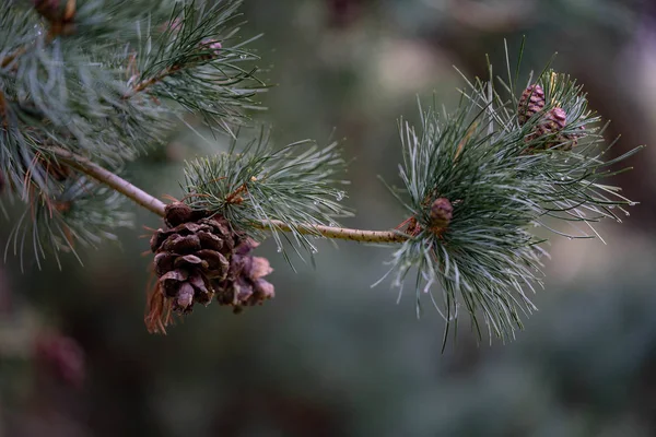 Coni Ramo Pino Nella Foresta — Foto Stock