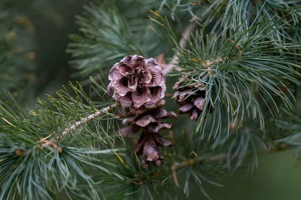 森の松の枝のコーン — ストック写真