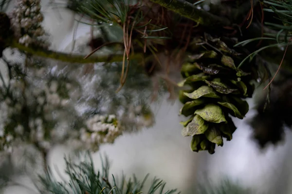 ormanda bir çam dalı üzerinde koniler
