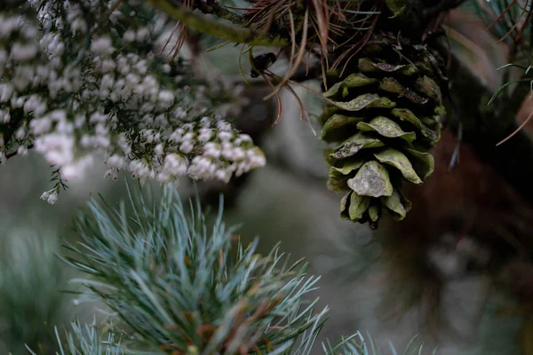 Κώνους Ένα Κλαδί Πεύκου Στο Δάσος — Φωτογραφία Αρχείου