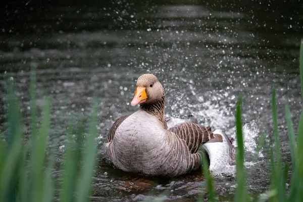 Oie Dans Lac — Photo