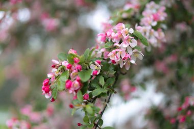 pembe çiçekli kiraz Şubesi