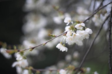 Beyaz çiçekli elma dalı
