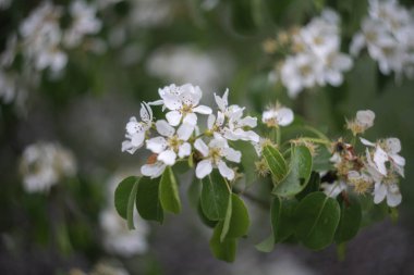 Beyaz çiçekli elma dalı