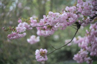 pembe çiçekli kiraz Şubesi