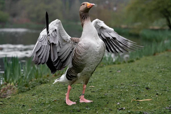 goose on the grass