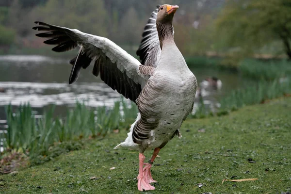 goose on the grass